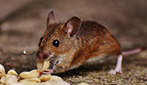 24 Hour & Emergency Exterminators in Kemblesville, PA